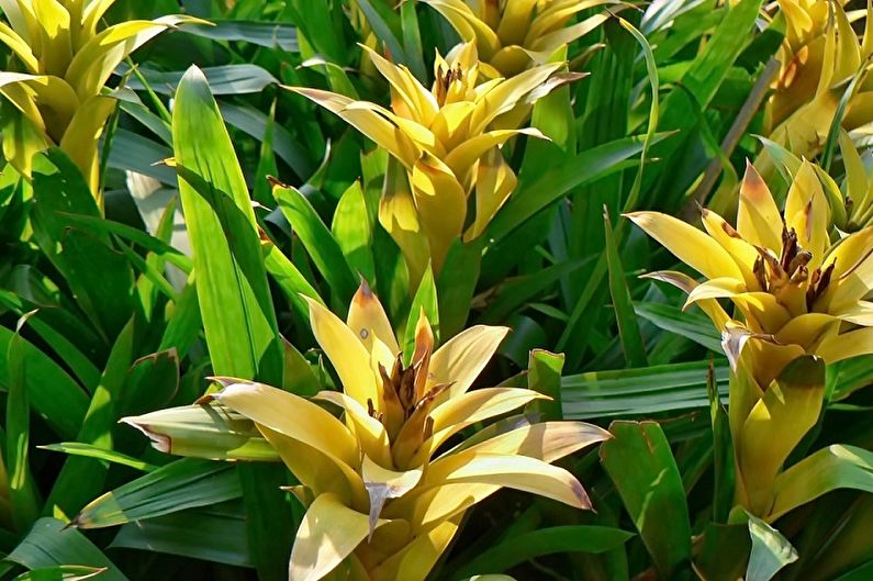 Guzmania - ภาพถ่าย