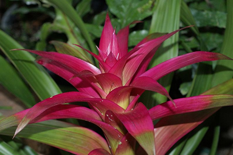 Guzmania - الصورة