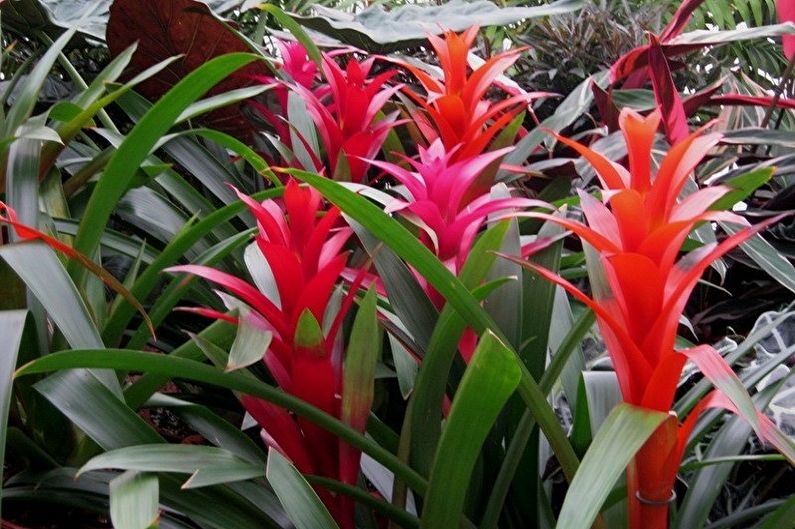 Guzmania - ảnh