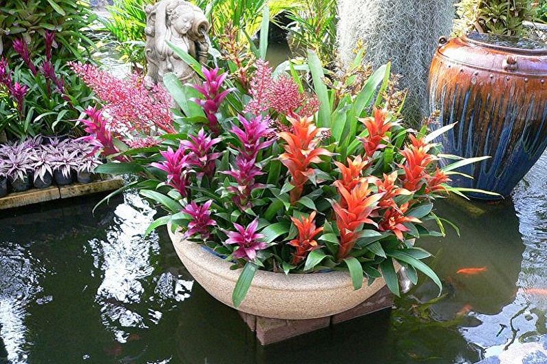 Guzmania - photo