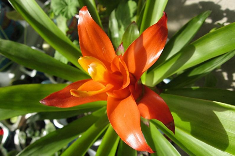 Guzmania - ภาพถ่าย