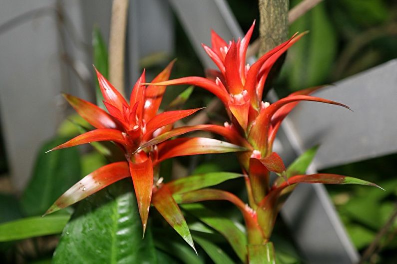 Guzmania - ảnh