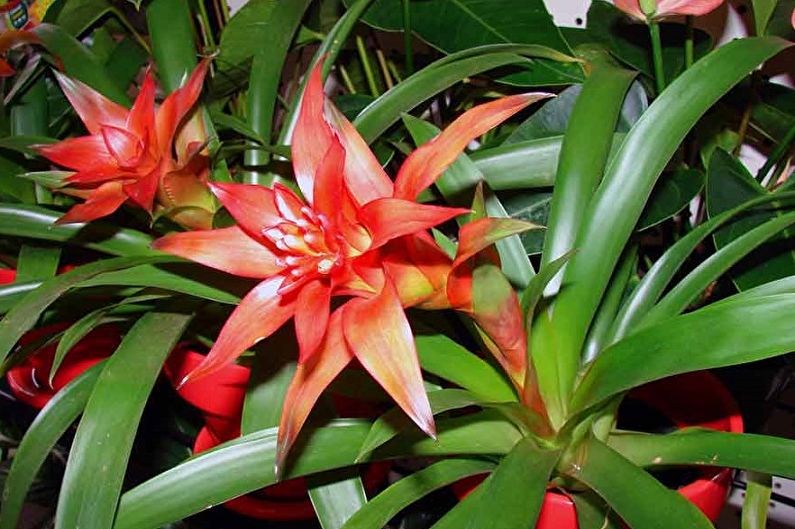 Guzmania - larawan