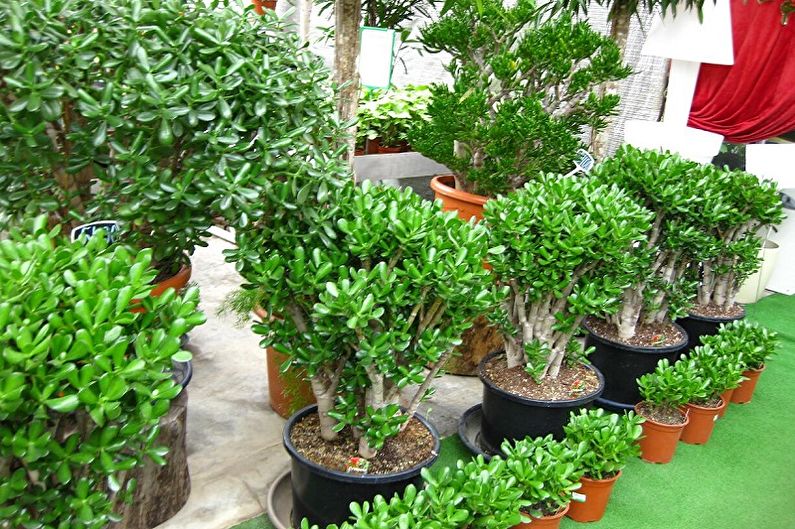 Cây tiền (Crassula) - Mô tả chung