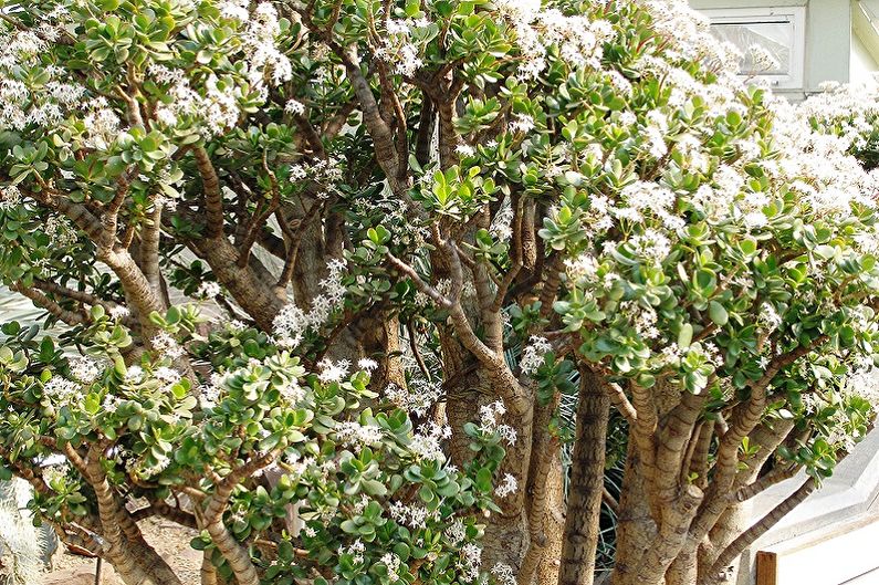 Money Tree (Crassula) - Algemene beschrijving