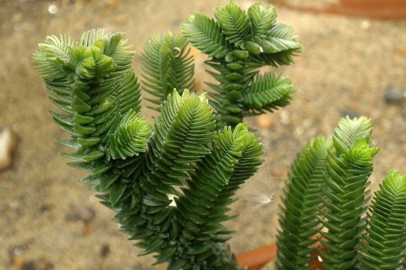 Tipi di albero dei soldi - Ragazze grasse a forma di colonna