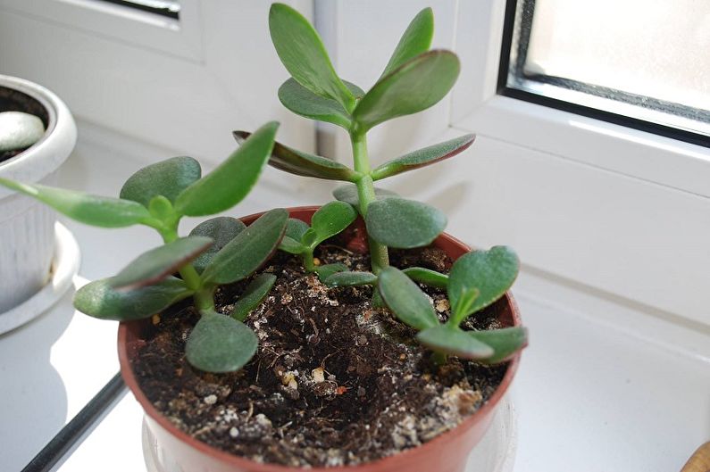 Chăm sóc cây tiền (Crassula)