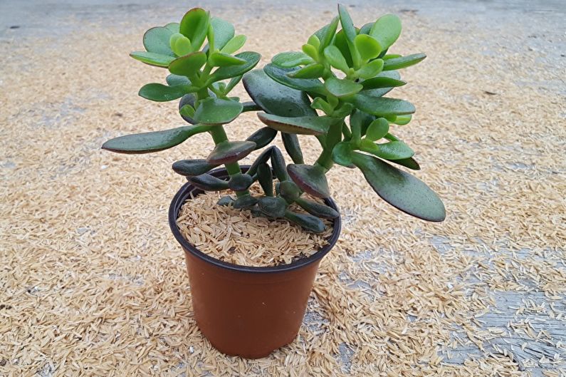 Rūpinimasis pinigų medžiu (Crassula)