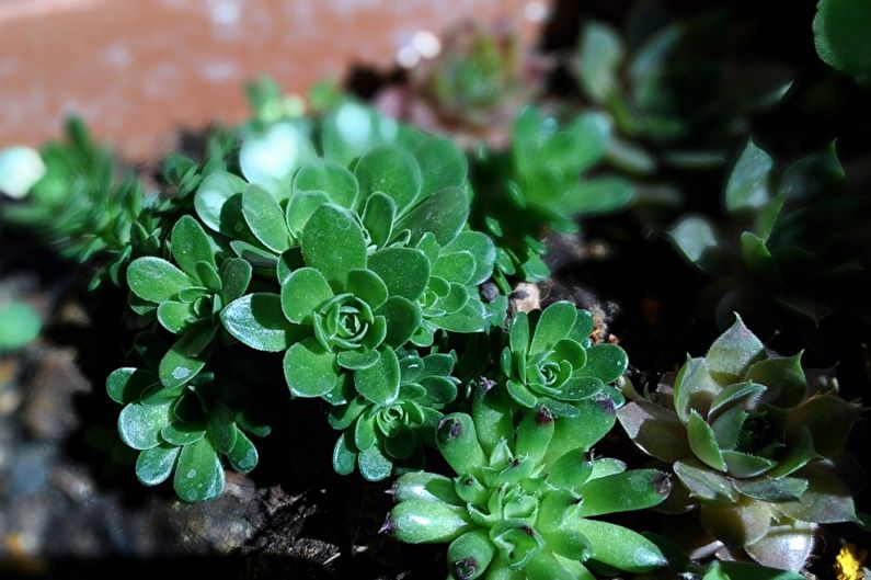 Chăm sóc cây tiền (Crassula)