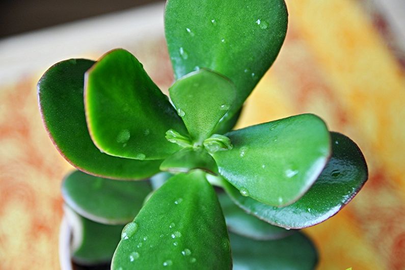 Tenint cura de l'arbre dels diners (Crassula)