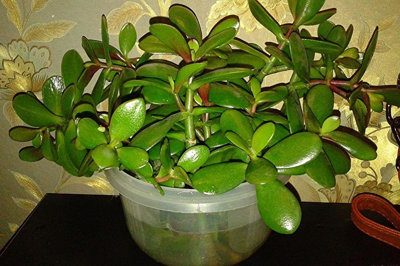 Pokok Wang (Crassula) - Pemindahan dan Pembiakan