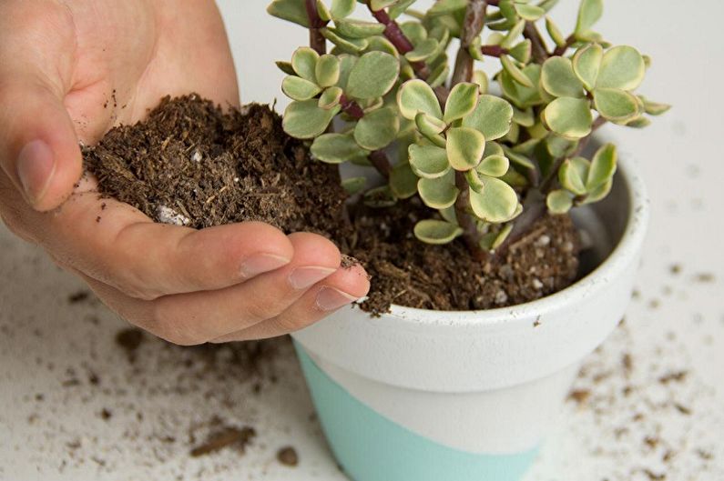 Money Tree (Crassula) - verplanten en fokken