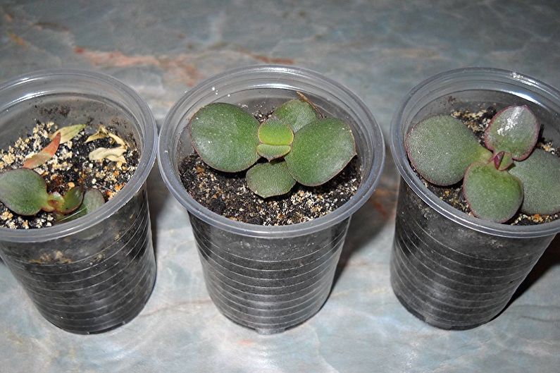 Money Tree (Crassula) - Transplantation og avl