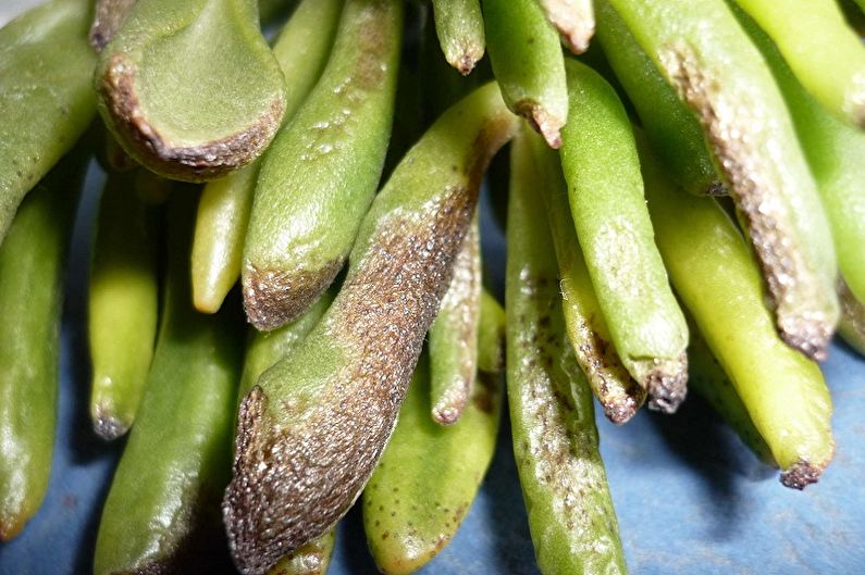 Money Tree (Crassula) - Lutte contre les ravageurs et les maladies