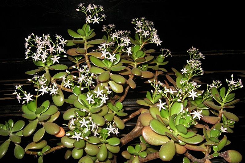 Pokok wang (Crassula) - foto