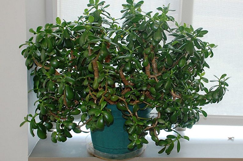 Money tree (Crassula) - photo