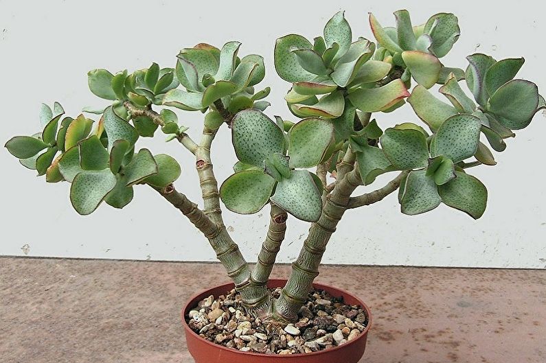 Pokok wang (Crassula) - foto