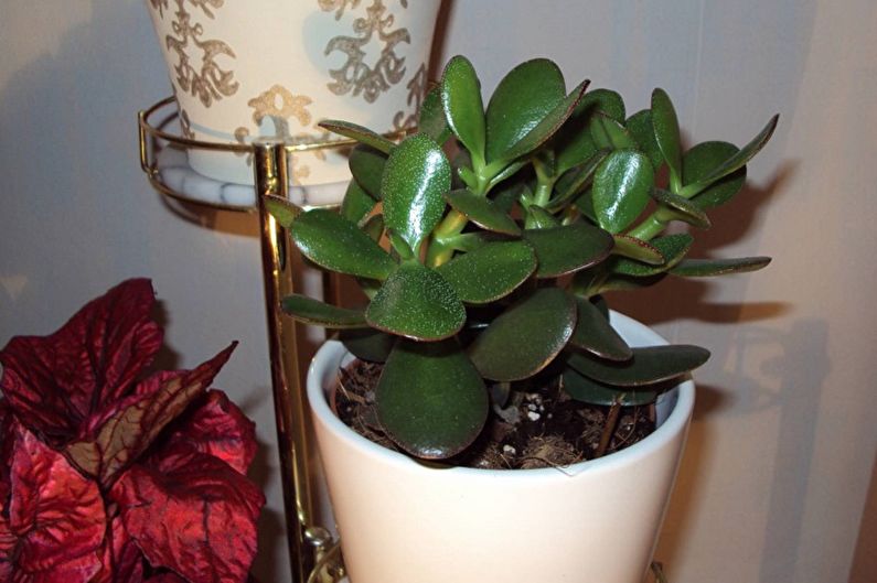 Arbre d'argent (Crassula) - photo