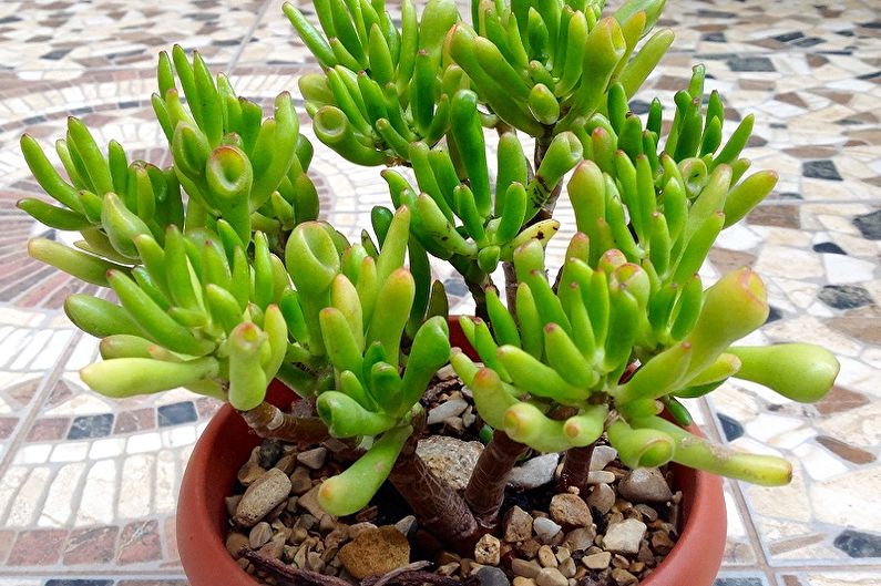 Money tree (Crassula) - photo