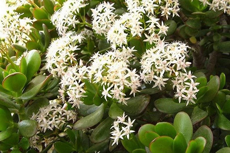 Pinigų medis (Crassula) - nuotrauka