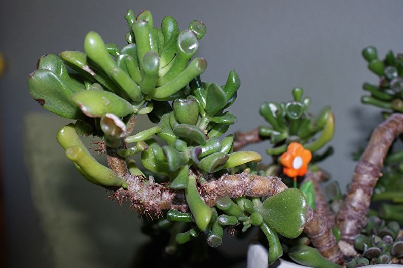 Money tree (Crassula) - photo