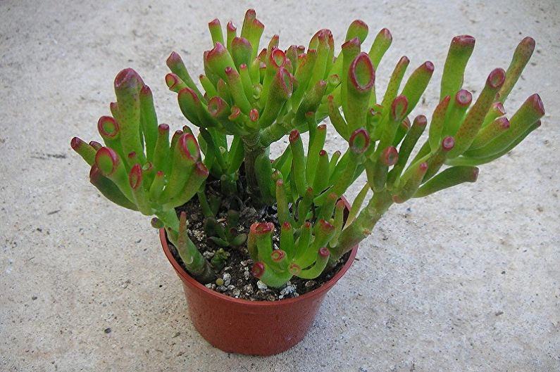 Puno ng pera (Crassula) - larawan