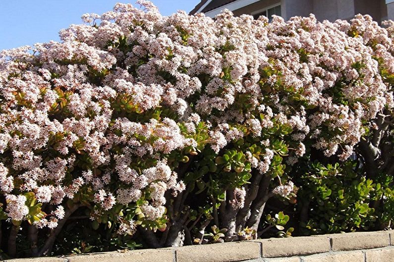 Naudas koks (Crassula) - foto