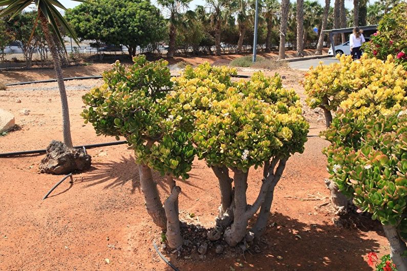 Puno ng pera (Crassula) - larawan