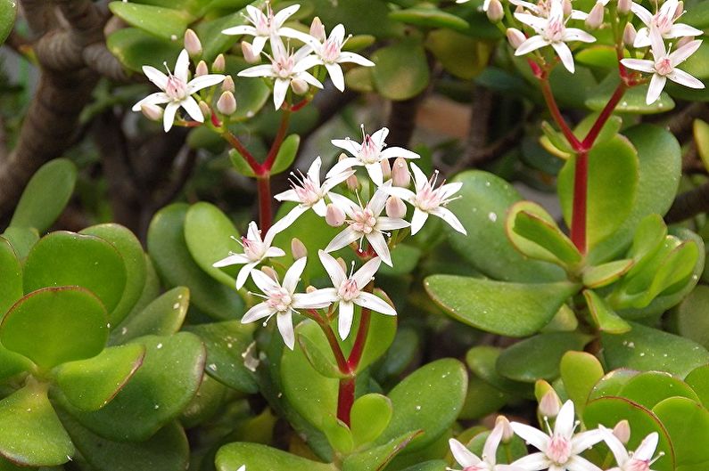 Peníze strom (Crassula) - fotografie