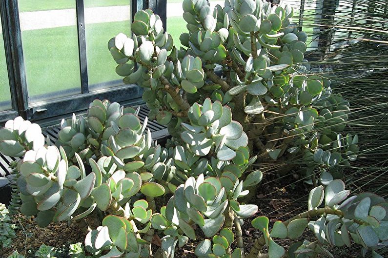 Arbre d'argent (Crassula) - photo