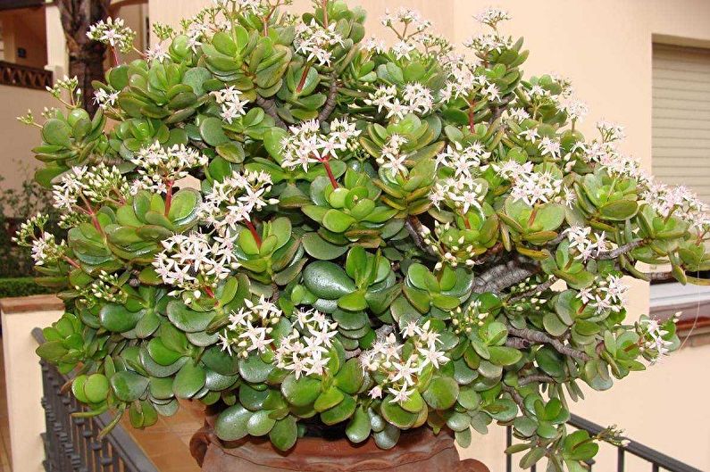 Árbol del dinero (Crassula) - foto