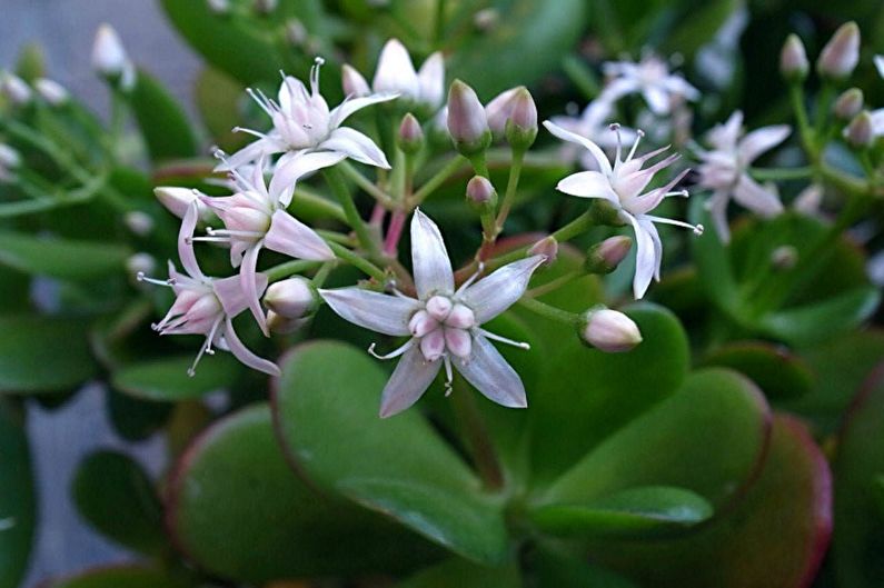 Albero dei soldi (Crassula) - foto