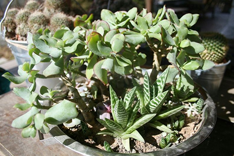 Árbol del dinero (Crassula) - foto