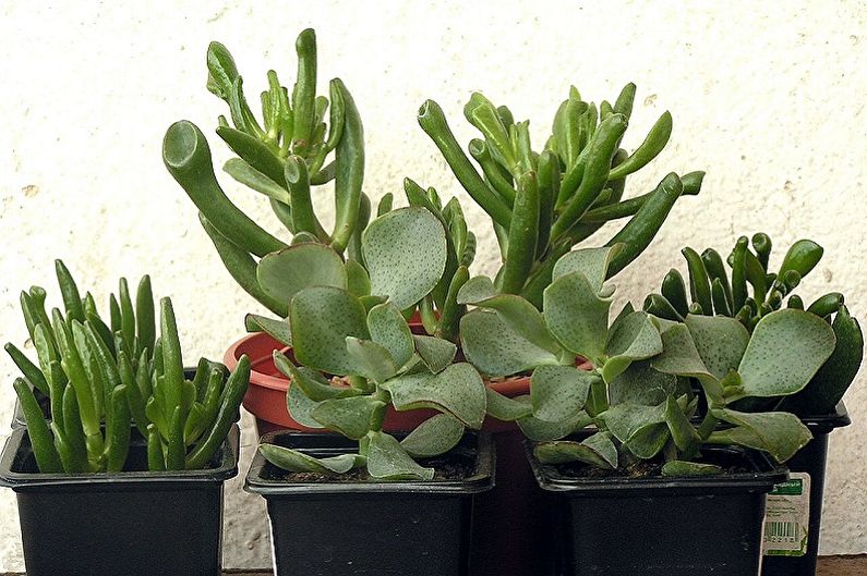 Árvore do dinheiro (Crassula) - foto