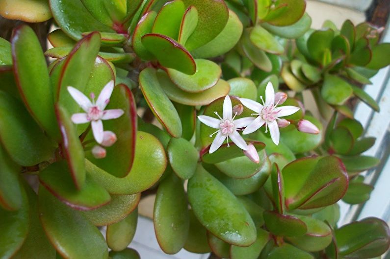 Peniaze strom (Crassula) - foto