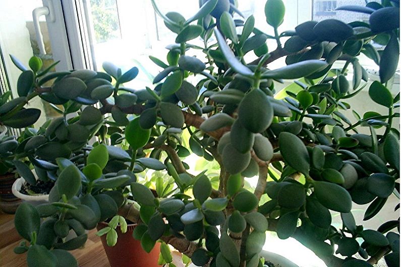 Geldboom (Crassula) - foto