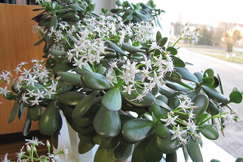 Albero dei soldi (Crassula) - foto