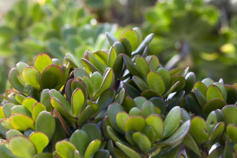 Árbol del dinero (Crassula) - foto