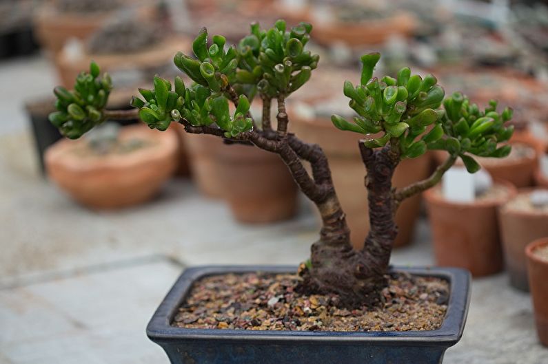 Árbol del dinero (Crassula) - foto