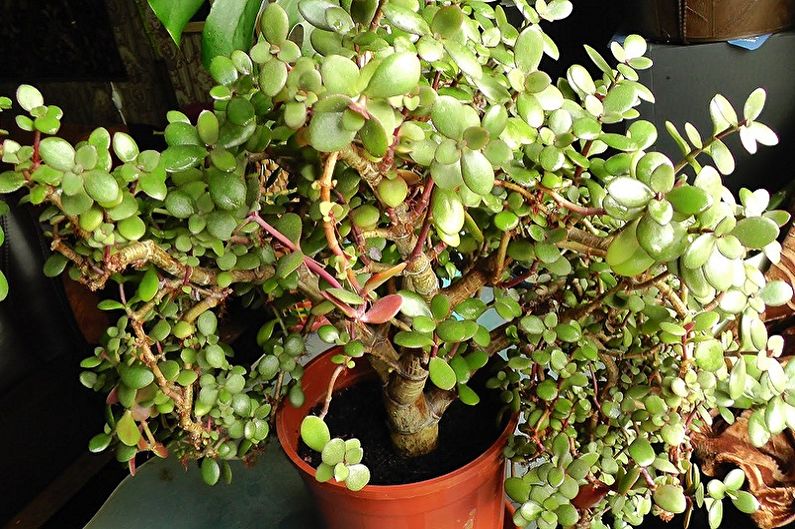 Arbre d'argent (Crassula) - photo