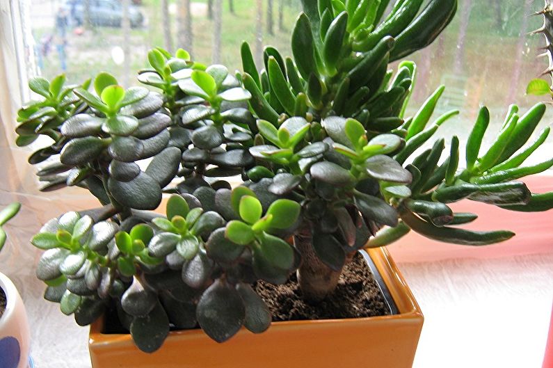 Money tree (Crassula) - photo