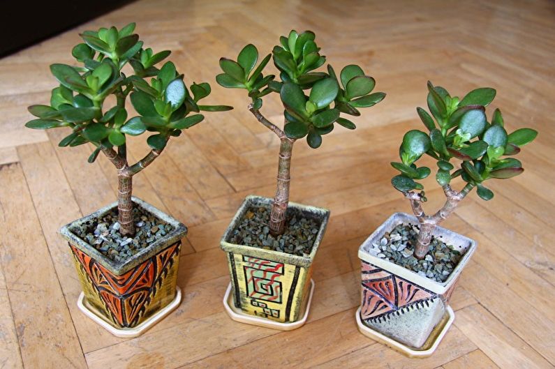 Arbre d'argent (Crassula) - photo