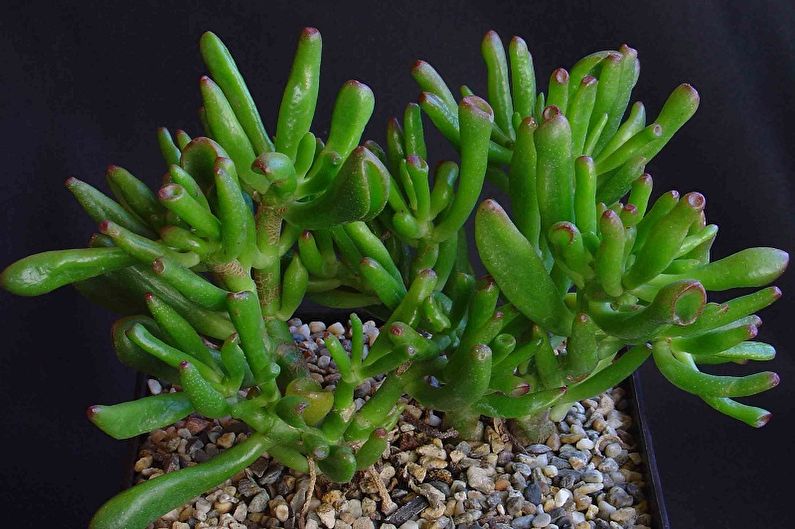 Peniaze strom (Crassula) - foto