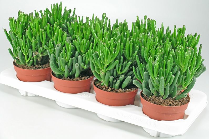 Cây tiền (Crassula) - ảnh