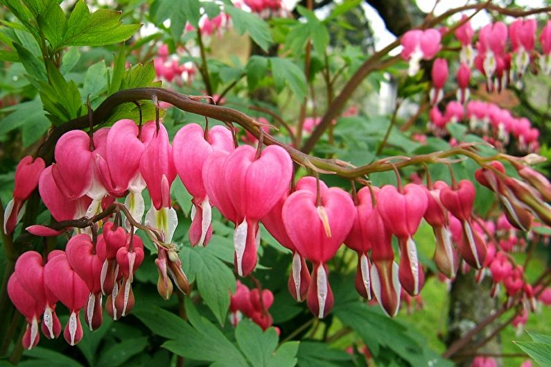 dicentra كبيرة