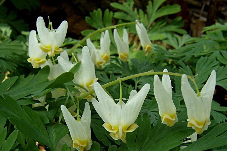 Hood Dicentra