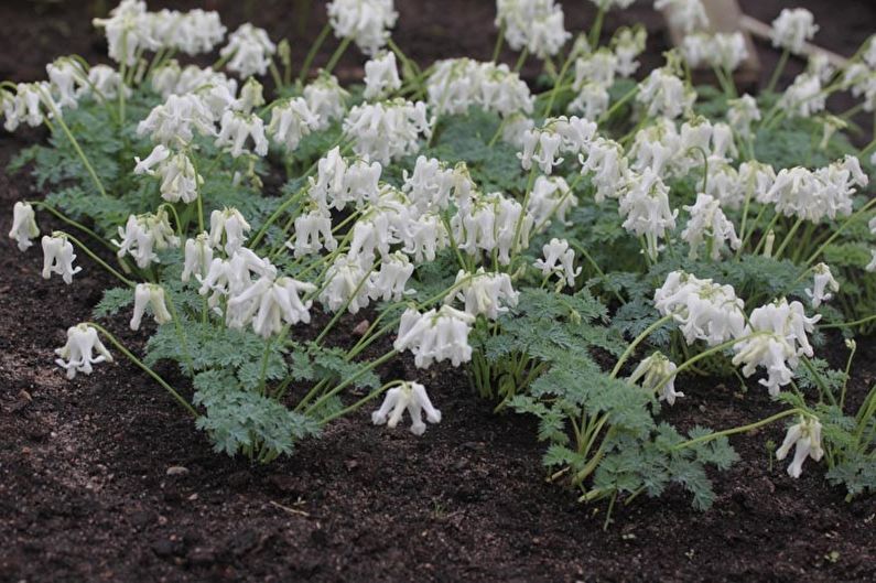 Dicentra - transplantacija ir dauginimasis