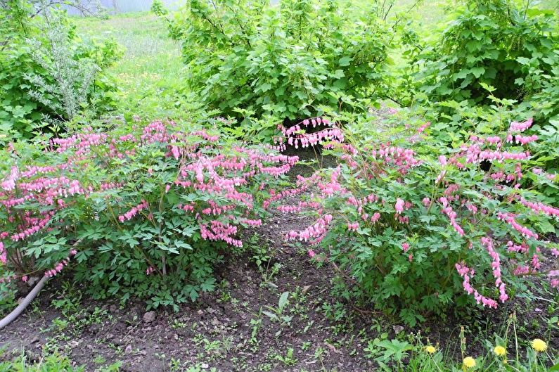 Dicentra - Transplantation et reproduction