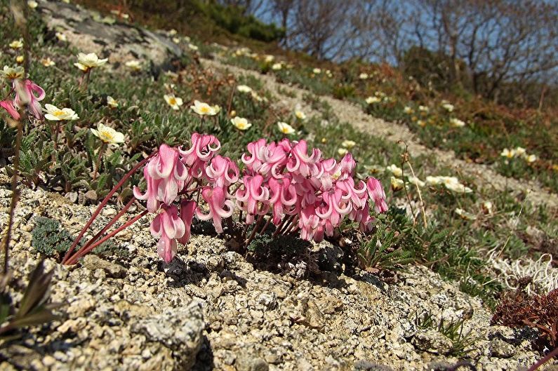 Dizentra - fotoğraf