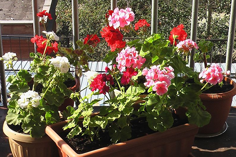 Pelargonium (muskátli) - Általános jellemzők